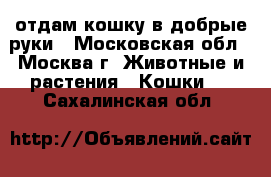 отдам кошку в добрые руки - Московская обл., Москва г. Животные и растения » Кошки   . Сахалинская обл.